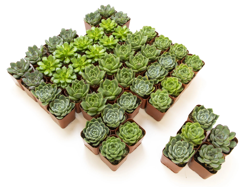 Element by Altman Plants 50 Pack of 2IN Asst Green Rosette Sizeucculents